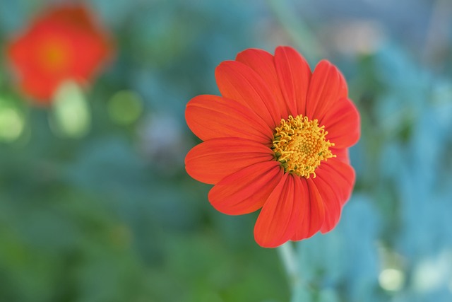 狼的季后赛 狼的季后赛